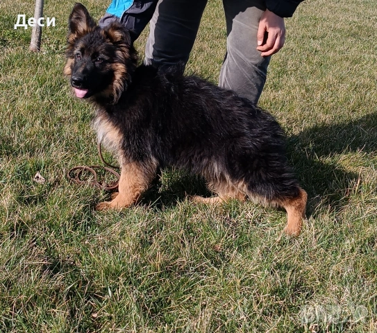 немска овчарка 