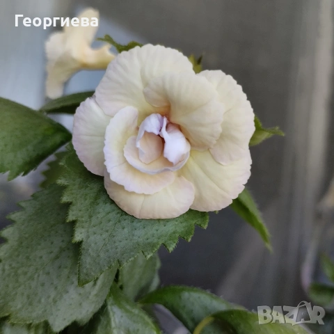 ризоми ахименес , снимка 2 - Градински цветя и растения - 53498563