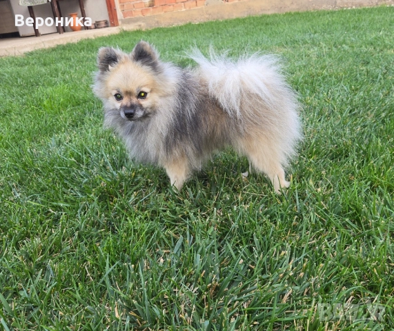 померан момче 1.900кг, снимка 4 - Померан - 52054274