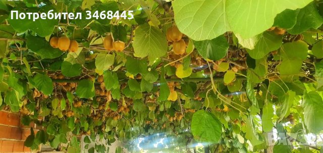 Ангелски тромпет в Градински цветя и растения в гр. София - ID37466024 ...