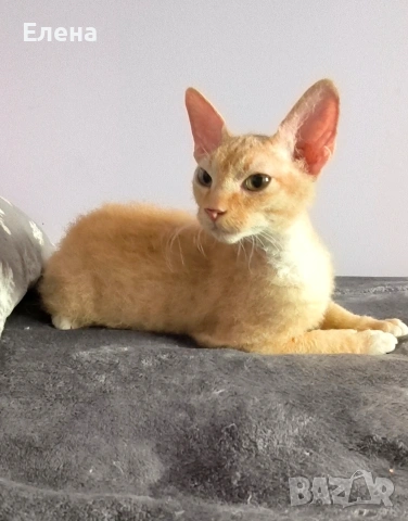 Браш кьдравокос момченце 