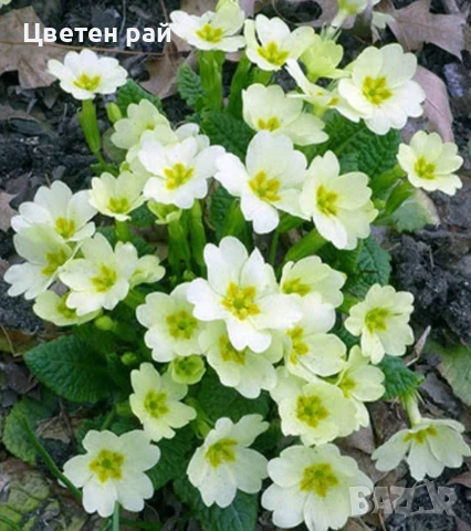 Иглика в саксия, зимоустойчиво и многогодишно растение , снимка 6 - Градински цветя и растения - 53759487