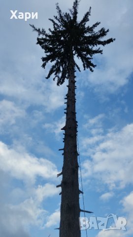 кастрене на опасни дървета, снимка 6 - Други услуги - 35375709