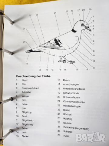 Декоративни птици - Немски стандарт (официален), цветен, над 300 вида описани, критерии за оценка..., снимка 7 - Енциклопедии, справочници - 52341558