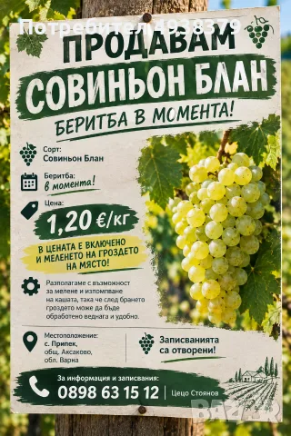 🍇 ПРОДАВАМ СОВИНЬОН БЛАН – БЕРИТБАТА Е В МОМЕНТА! 