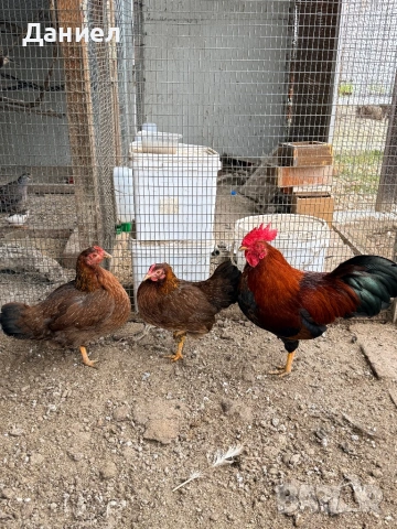 Велсумер джудже, снимка 3 - Кокошки и пуйки - 53662849