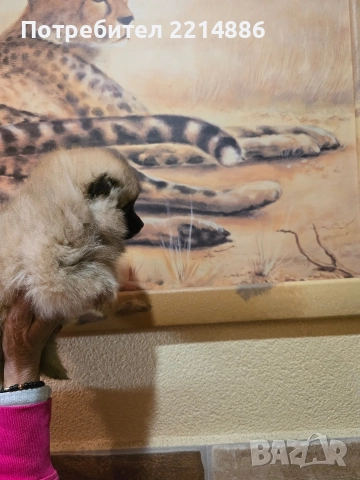 Померан женски , снимка 9 - Померан - 52939284