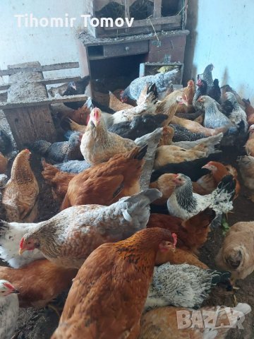 продавам ярки пилета яйца петли пуйки патици , снимка 7 - Кокошки и пуйки - 44303999