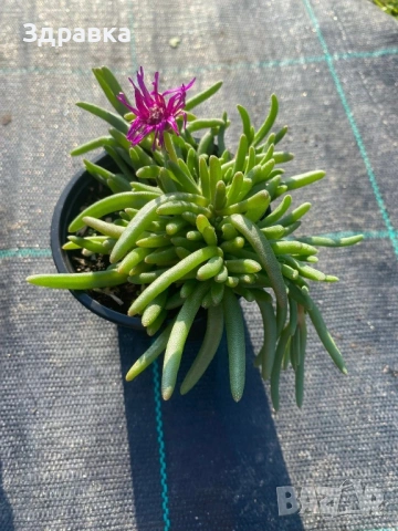 Делосперма 5 цвята , снимка 5 - Градински цветя и растения - 50675838