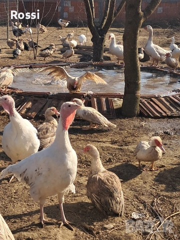 Неми патици, снимка 8 - Патици и гъски - 53837625