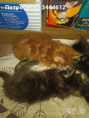 Мейн куун котенца, снимка 4 - Други - 52969975