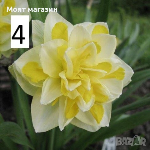 Нарциси 5вида, снимка 4 - Градински цветя и растения - 53641366