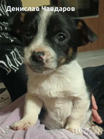 Продавам мини пинчер, снимка 4 - Пинчер - 53639622