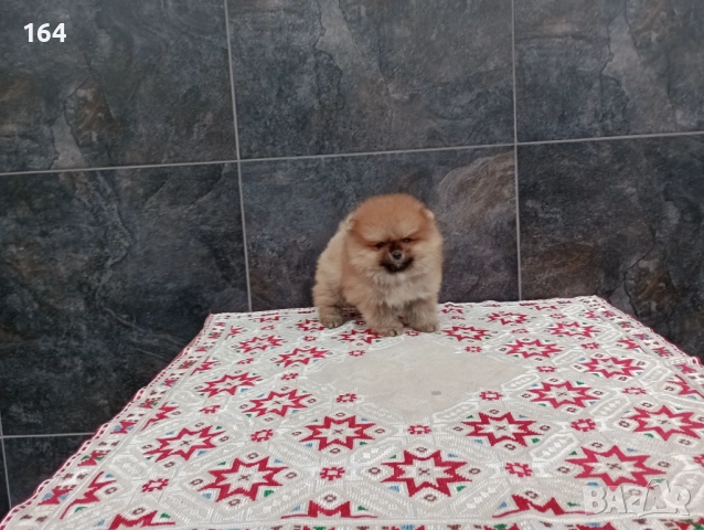 Померани. Мини момчета на 3 месеца., снимка 5 - Померан - 52770599