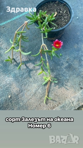 Делосперма 6 цвята , снимка 6 - Градински цветя и растения - 50675838