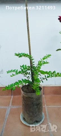 Продавам чашкодрян, салвия, алое,чемшир ,делосперма, снимка 5 - Градински цветя и растения - 34722969