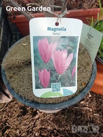 Магнолия Betty