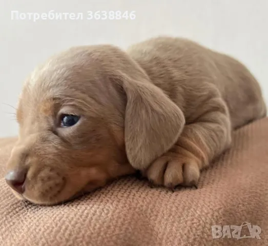 Дакел, снимка 4 - Дакели - 50423865