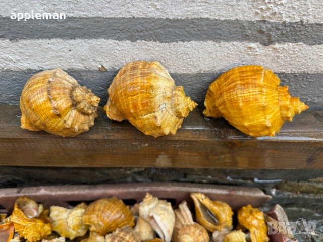 продавам лакирани рапани за домашни потреби и декорация, снимка 8 - Други - 53749150