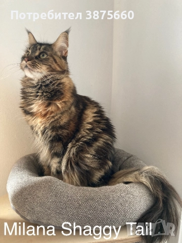 Мейн-куун котенца, снимка 12 - Мейн кун - 52347447