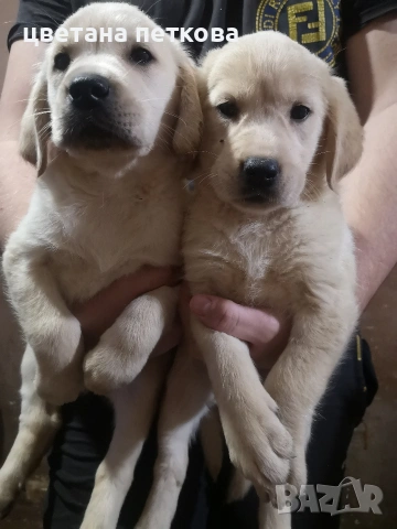 Лабрадор ретривър 