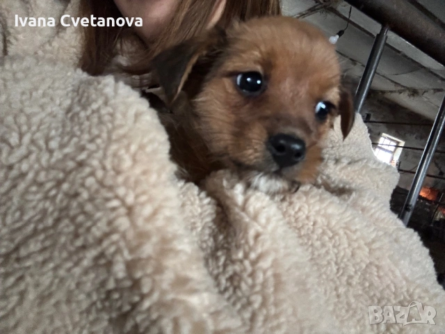 Продавам малки кученца 