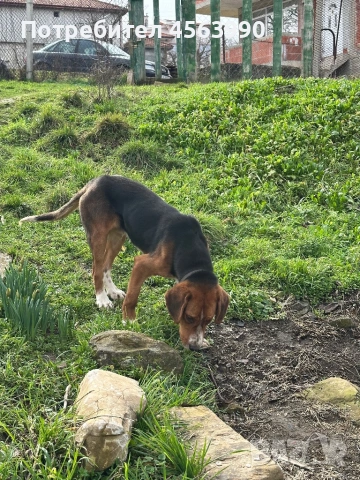 Tricvetno gonce, снимка 2 - Гонче - 53484088