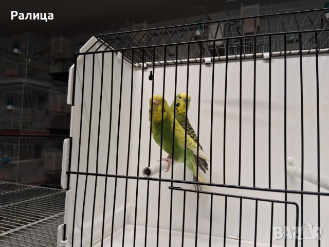 Вълнисти папагали чифт, снимка 4 - Папагали - 53446006