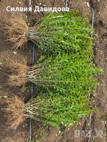 Лигуструм за жив плет на гол корен , снимка 2 - Градински цветя и растения - 53730127