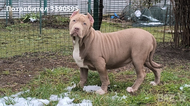 Американско були Хл , снимка 2 - Други - 53777825