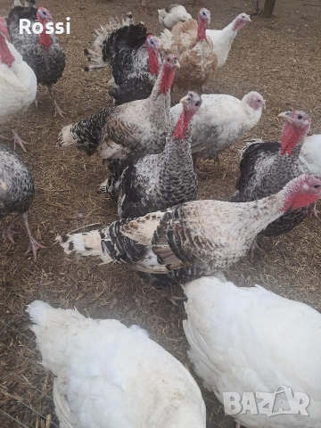 Млади пуйки и пуяци за разплод, снимка 5 - Кокошки и пуйки - 53629388