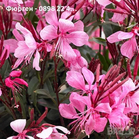 Гаура (Gaura lindheimeri), снимка 10 - Разсади - 55968627