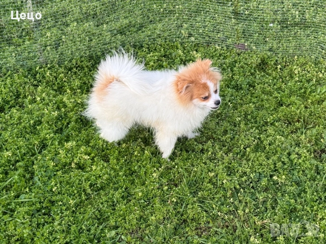 Померан момче 