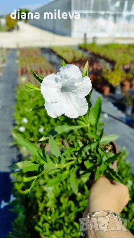 Продава се Руелия, Мексиканска петуния, Ruellia,  Mexican Petunia!!, снимка 6 - Градински цветя и растения - 55825095