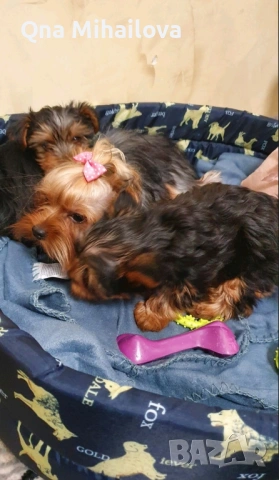 мини йоркширски териер, снимка 5 - Йоркширски териер - 53135631