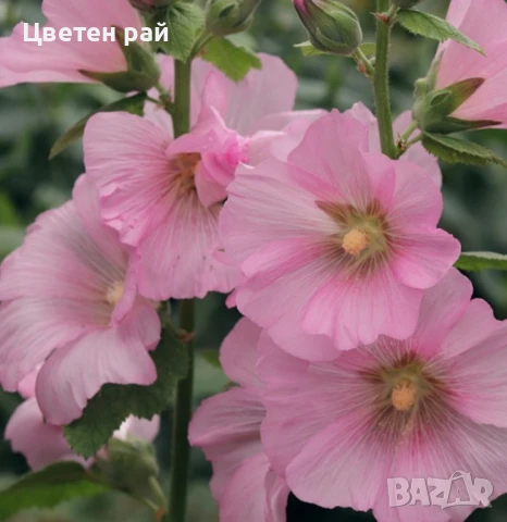 Домашни семена на цветя , снимка 6 - Градински цветя и растения - 51020468