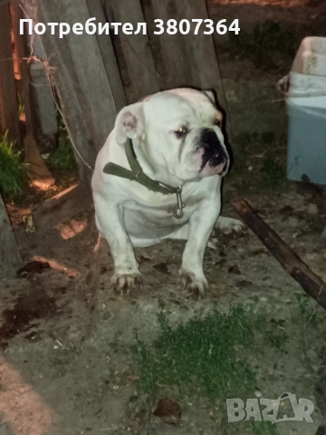 Свободен за разплод мъжки Английски булдог , снимка 3 - Английски булдог - 51313446