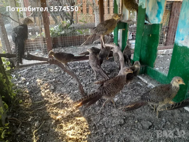 Червено златни фазани , снимка 5 - други­ - 55753148