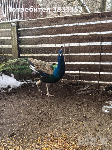 Семейство индийски пауни, снимка 3 - други­ - 53238734