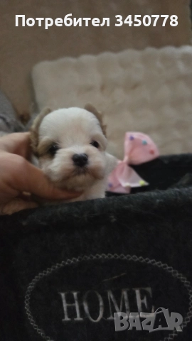 мини йоркшири бяли, снимка 8 - Йоркширски териер - 52826082