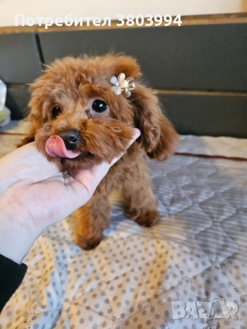 Миниатюрно той пуделче на 7 месеца, момиченце. , снимка 2 - Пудели - 53166399