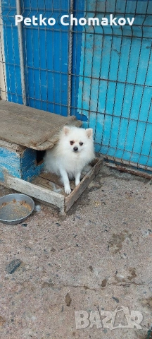 померан, снимка 4 - Шпиц - 53215752