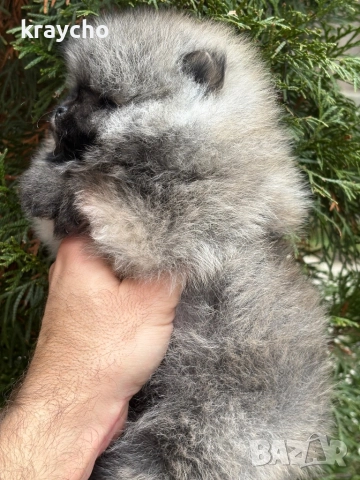 Померан мъжки, снимка 4 - Померан - 52873055