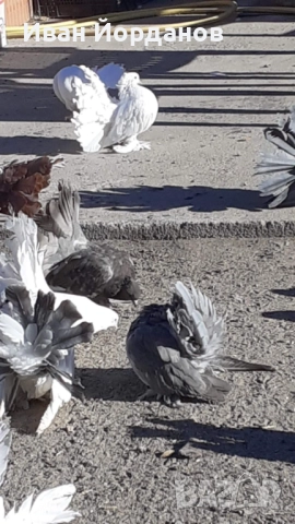 Гълъби Индийски Фенерлий, снимка 5 - Гълъби - 52275334