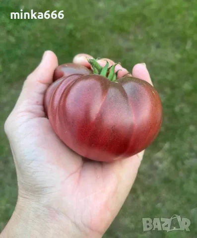 Семена за шоколадови домати., снимка 2 - Сортови семена и луковици - 48623636