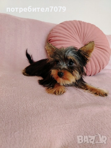 Йоркширски териер, мини