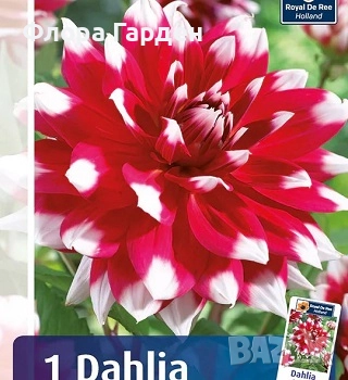 ДАЛИЯ - Глудки/ ПРЕДВАРИТЕЛНИ ПОРЪЧКИ, снимка 3 - Сортови семена и луковици - 44793217