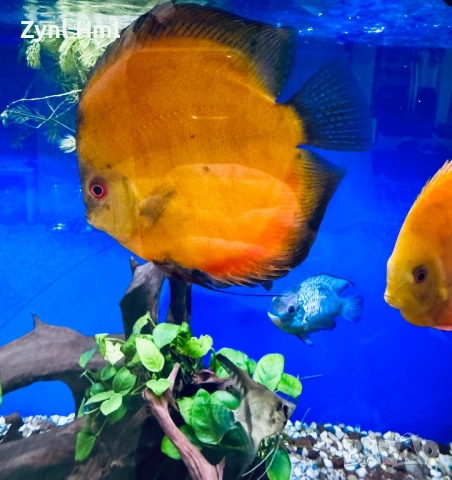 Риби Дискуси – група от 6бр.,здрави и красиви!, снимка 12 - Рибки - 52391837