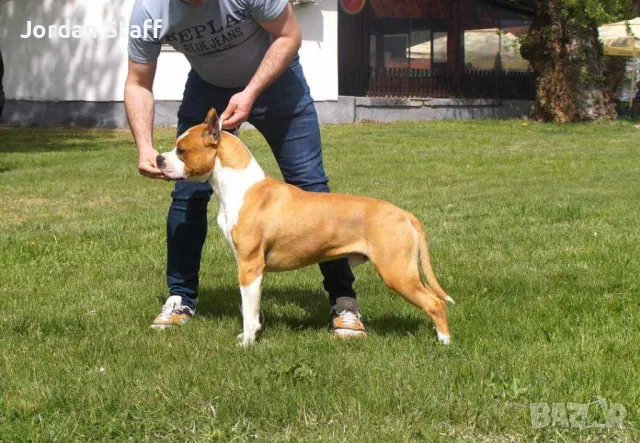 *Американски Стафордшир Териер бебета с FCI родословие- Jordan Staff Kennel*, снимка 10 - Американски стафордширски териер - 28596325