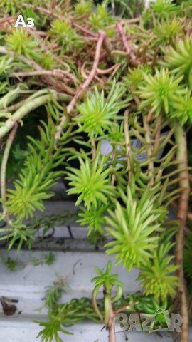 Продавам цветя за бордюр - 4 вида, снимка 2 - Сортови семена и луковици - 21696387